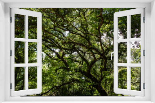 Fototapeta Naklejka Na Ścianę Okno 3D - Withlacoochee State Forest