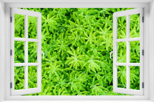 Fototapeta Naklejka Na Ścianę Okno 3D - close-up top view background of Beautyful ferns leaf green foliage in the garden