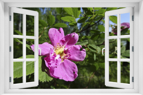Fototapeta Naklejka Na Ścianę Okno 3D - Rose hip flower in the forest on a Sunny day