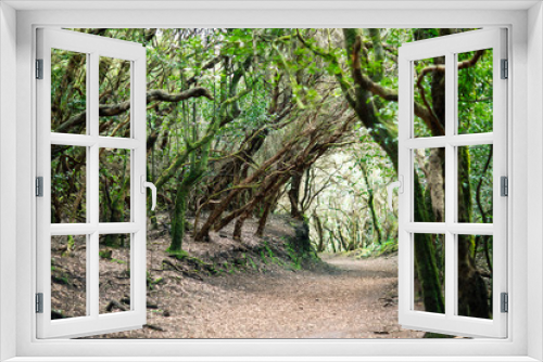 Fototapeta Naklejka Na Ścianę Okno 3D - Road in laurel forest