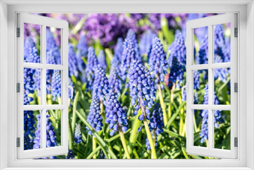 Fototapeta Naklejka Na Ścianę Okno 3D - Group of beautiful little blue flowers