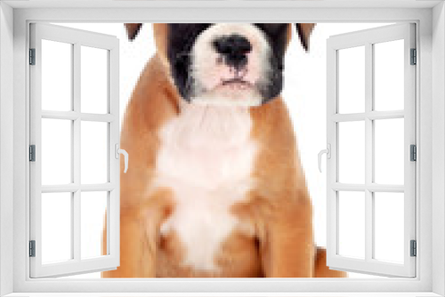 Fototapeta Naklejka Na Ścianę Okno 3D - Portrait of a adorable boxer puppy