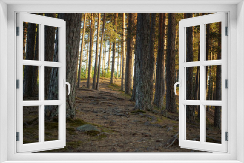 Fototapeta Naklejka Na Ścianę Okno 3D - Forest path with pine trees, sunlit at sunset in summer