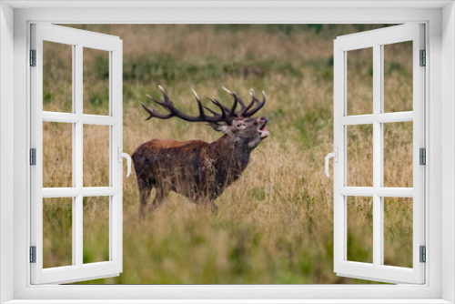 Fototapeta Naklejka Na Ścianę Okno 3D - Red Deer Stags (Cervus elaphus)
