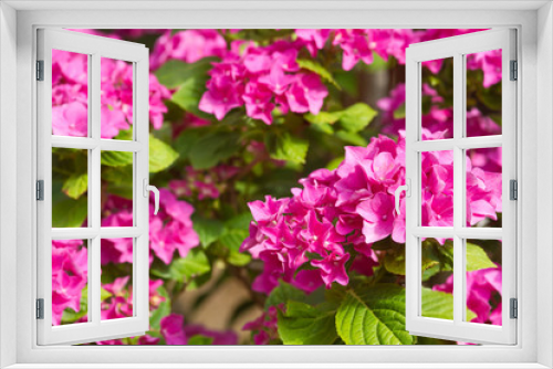 Fototapeta Naklejka Na Ścianę Okno 3D - Pinkfarbene Blüten der Gartenhortensie