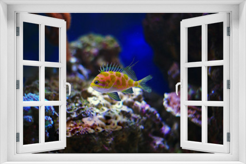 Fototapeta Naklejka Na Ścianę Okno 3D - Borbonius Anthias in coral reef aquarium tank