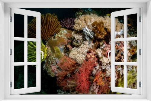 Fototapeta Naklejka Na Ścianę Okno 3D - Colours of the reef, Mayumi dive site, Anilao, Philippines