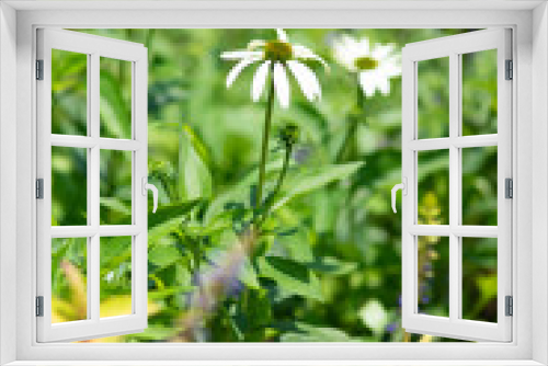 Fototapeta Naklejka Na Ścianę Okno 3D - 白いエキナセアの花