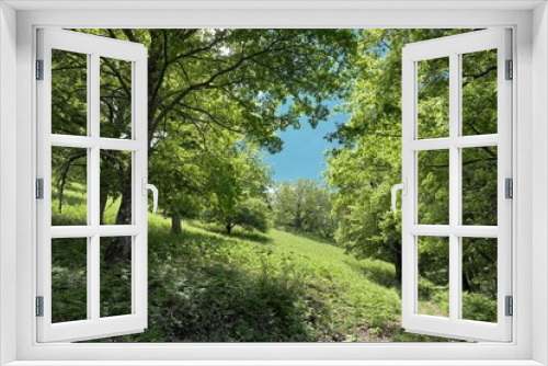 Fototapeta Naklejka Na Ścianę Okno 3D - Woods Vernal View