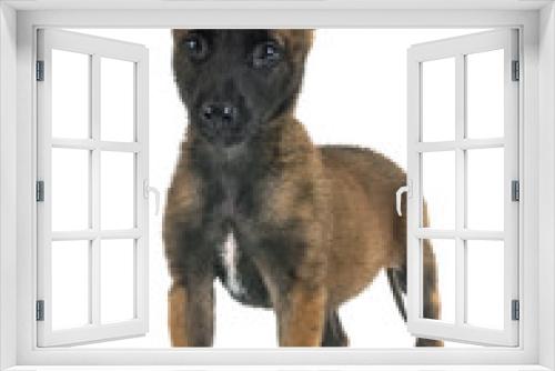 Fototapeta Naklejka Na Ścianę Okno 3D - puppy belgian shepherd