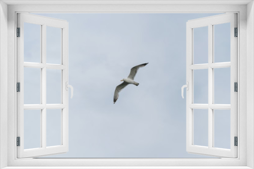 Fototapeta Naklejka Na Ścianę Okno 3D - Seagull flying against cloudy sky background