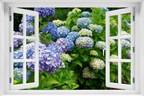 Fototapeta Naklejka Na Ścianę Okno 3D - Ultra violet spring flowers in sunny day, postcard mockup