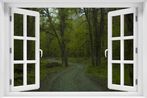 Fototapeta Naklejka Na Ścianę Okno 3D - Forest road