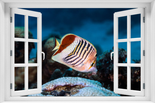 Fototapeta Naklejka Na Ścianę Okno 3D - Crown butterflyfish (Chaetodon paucifasciatus)