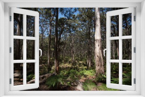 Fototapeta Naklejka Na Ścianę Okno 3D - Temperate Forest Australia