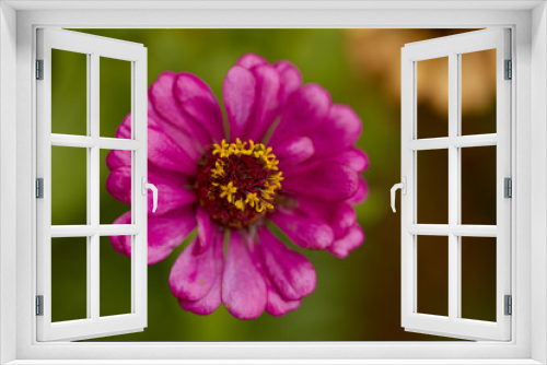 Fototapeta Naklejka Na Ścianę Okno 3D - Close up pink zinnia violacea