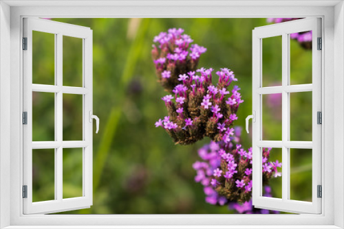 Fototapeta Naklejka Na Ścianę Okno 3D - Purple lavender in a beautiful garden.