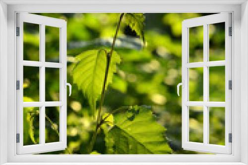 Fototapeta Naklejka Na Ścianę Okno 3D - grüne Blätter und Pflanzen im Abendlicht