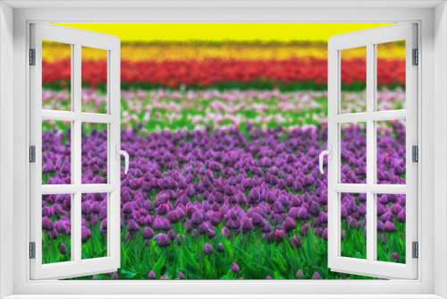 Fototapeta Naklejka Na Ścianę Okno 3D - A colorful and magical landscape with a tulip field in Germany. Concept: landscape or agriculture