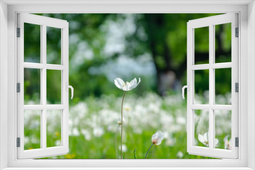 Fototapeta Naklejka Na Ścianę Okno 3D - beautiful white flower in summer