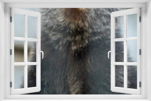 Fototapeta Naklejka Na Ścianę Okno 3D - Cute brown bear cub