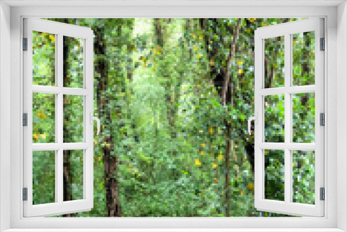 Fototapeta Naklejka Na Ścianę Okno 3D - Dense Green