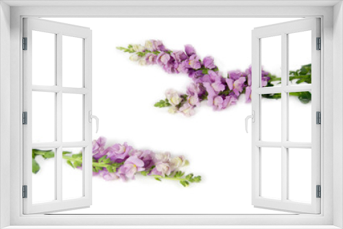 Fototapeta Naklejka Na Ścianę Okno 3D - lilac flowers of a lion's pharynx lie on  white background