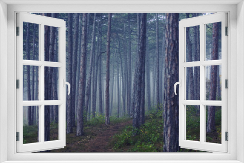 Fototapeta Naklejka Na Ścianę Okno 3D - fairytale forest on misty morning 