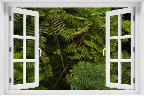 Fototapeta Naklejka Na Ścianę Okno 3D - vegetazione
