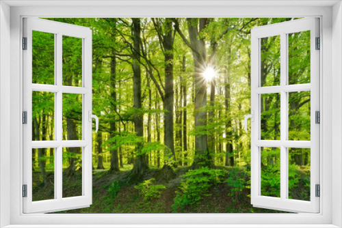 Fototapeta Naklejka Na Ścianę Okno 3D - The Sun is shining through Natural Forest of Old Beech Trees in Spring