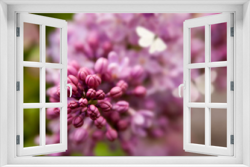 Fototapeta Naklejka Na Ścianę Okno 3D - Floral summer background, soft focus. Blooming lilac. Blurred background.