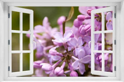 Fototapeta Naklejka Na Ścianę Okno 3D - Floral summer background, soft focus. Blooming lilac. Blurred background.