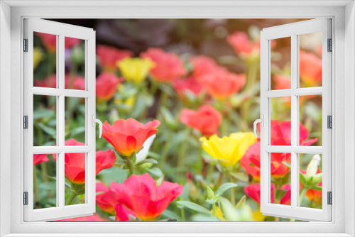 Fototapeta Naklejka Na Ścianę Okno 3D - Portulaca flower with pink red purple and yellow blooming in garden when morning sun