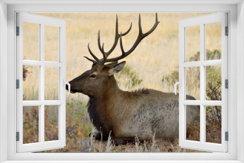 Fototapeta Naklejka Na Ścianę Okno 3D - Resting Bull Elk - A young mature bull elk resting in tree shades on the top of a mountain meadow. Rocky Mountain National Park, Colorado, USA.
