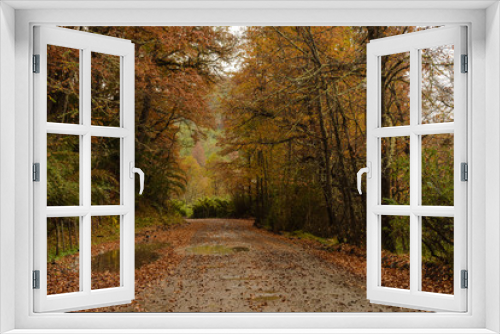 Fototapeta Naklejka Na Ścianę Okno 3D - Autumn road