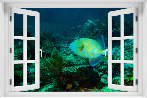 Fototapeta Naklejka Na Ścianę Okno 3D - Trigger fish