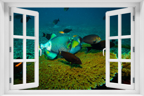 Fototapeta Naklejka Na Ścianę Okno 3D - Titan trigger fish