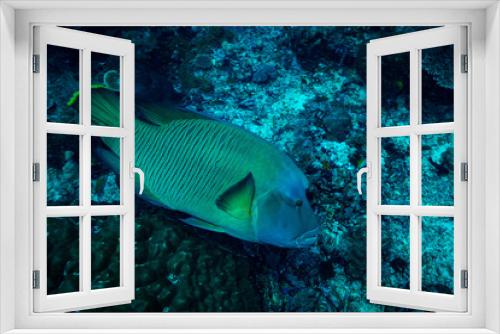 Fototapeta Naklejka Na Ścianę Okno 3D - Napoleonfish