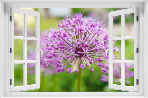 Fototapeta Naklejka Na Ścianę Okno 3D - Allium or ornamental onions purple flower head