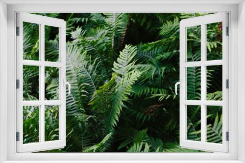 Fototapeta Naklejka Na Ścianę Okno 3D - Beautiful green nature, fern leaves in the forest. Background