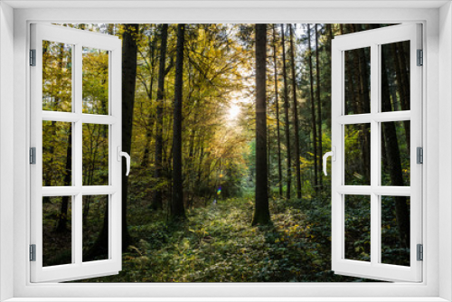 Fototapeta Naklejka Na Ścianę Okno 3D - Lichtstimmung im Wald