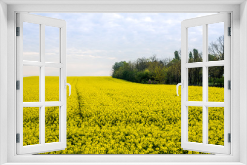 Fototapeta Naklejka Na Ścianę Okno 3D - Canola, rapeseed field blooming.