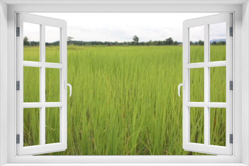 Fototapeta Naklejka Na Ścianę Okno 3D - organic rice farm,green meadow