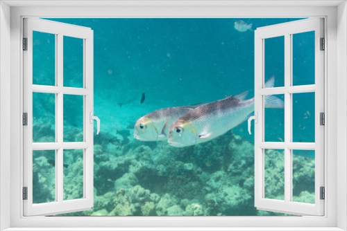 Fototapeta Naklejka Na Ścianę Okno 3D - Fischpaar in offenem Meer
