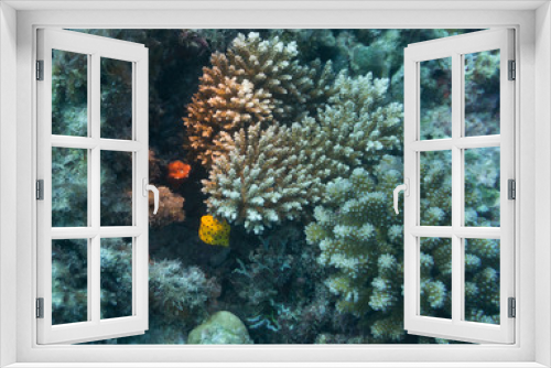 Fototapeta Naklejka Na Ścianę Okno 3D - Gelber Baby Kofferfisch zwischen Korallen