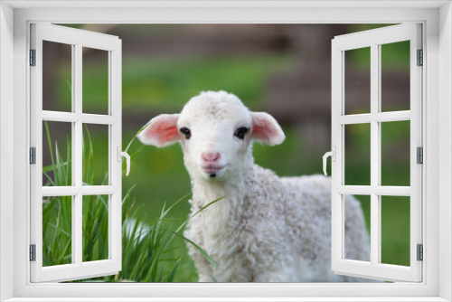 Fototapeta Naklejka Na Ścianę Okno 3D - portrait of cute little lamb grazing in green spring meadow