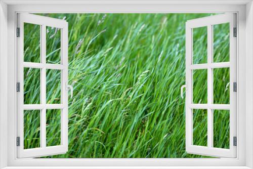 Fototapeta Naklejka Na Ścianę Okno 3D - Photo of a close-up of a green grass