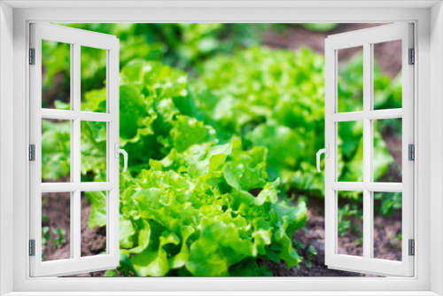 Fototapeta Naklejka Na Ścianę Okno 3D - green salad growing in the garden