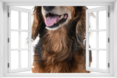 Fototapeta Naklejka Na Ścianę Okno 3D - old dachshund in studio