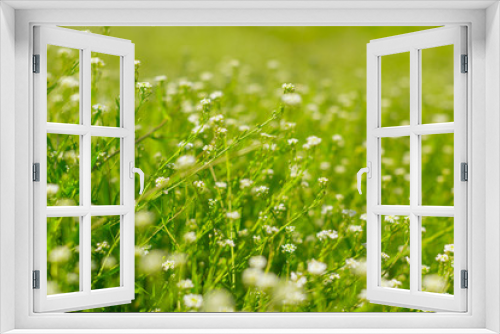 Fototapeta Naklejka Na Ścianę Okno 3D - Fresh green spring grass in the morning background